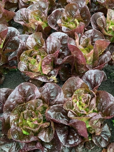 семена салат кочанный эмилия 