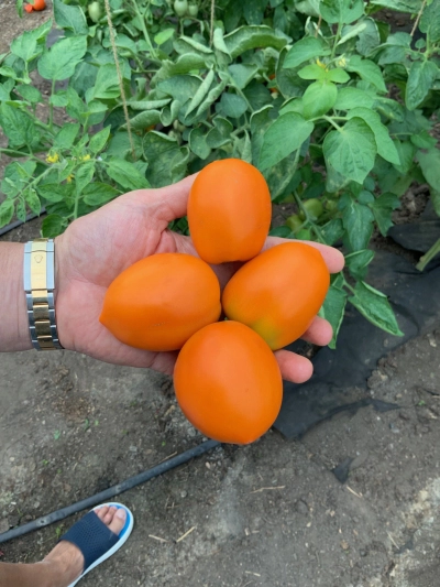 семена томат оранжевый куб f1 