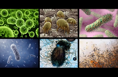Влияние грибков и бактерий в гидропонике
