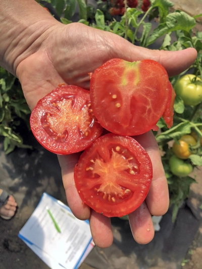 семена томат катя f1 