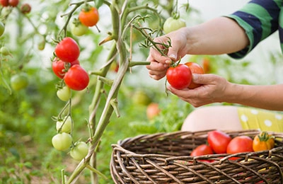 10 самых важных советов по выращиванию томатов