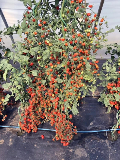 семена томат черри от юрия f1 