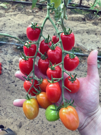 семена томат черри от юрия f1 