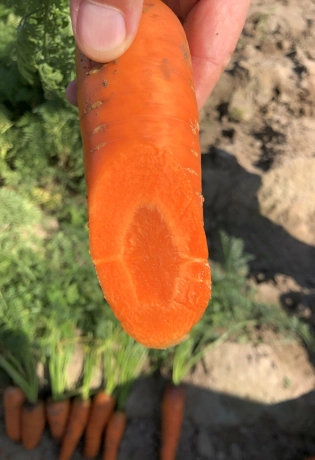 семена морковь нантик резистафлай f1 
