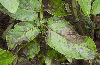 5 самых распространенных заболеваний растений
