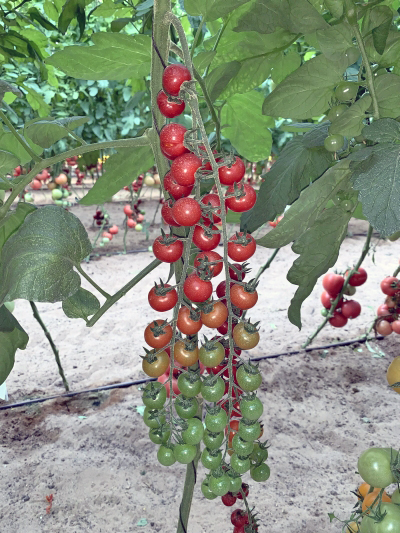 семена томат черриколло f1 