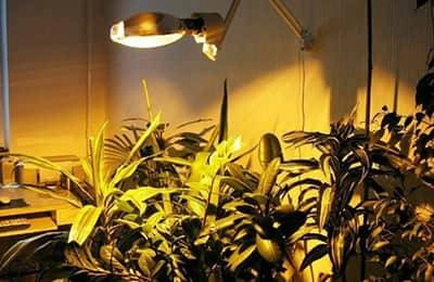 Свет для растений и как его использовать
