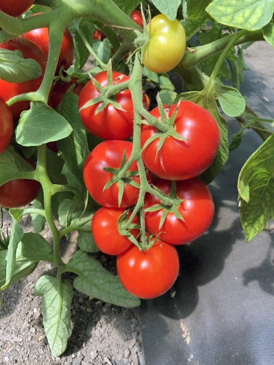 семена томат анюта f1 