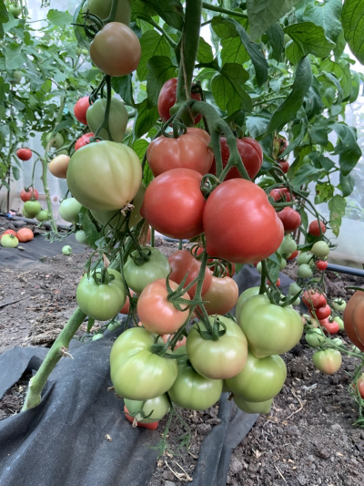 семена томат розанчик f1 