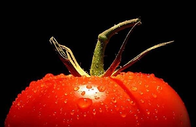 Выращивание томатов в гидропонике