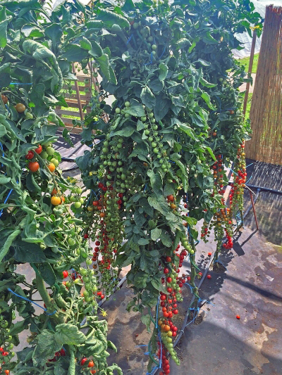 семена томат черриколло f1 
