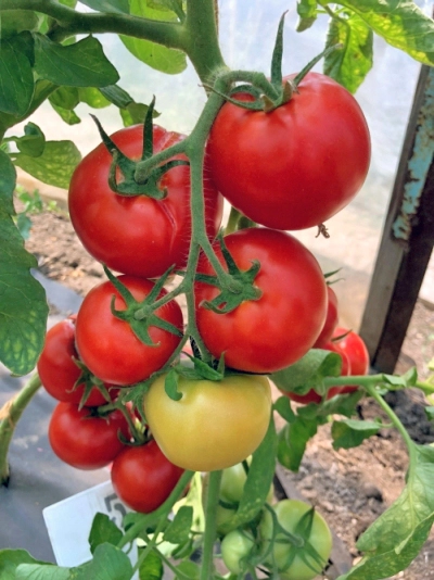 семена томат анюта f1 