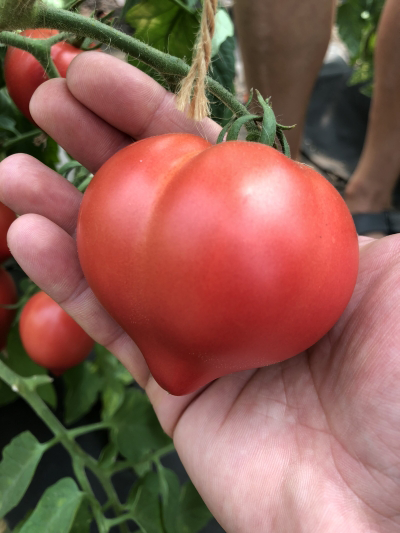 семена томат розанчик f1 