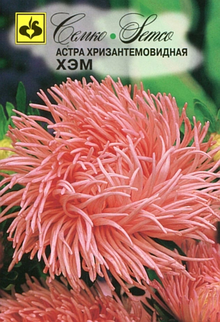 семена цветы астра хризантемовидная хэм 