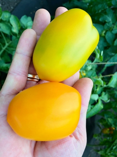 семена томат оранжевый куб f1 