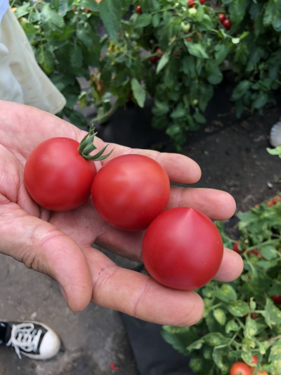семена томат росе f1 