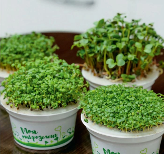 набор для выращивания "моя микрозелень базилик" 