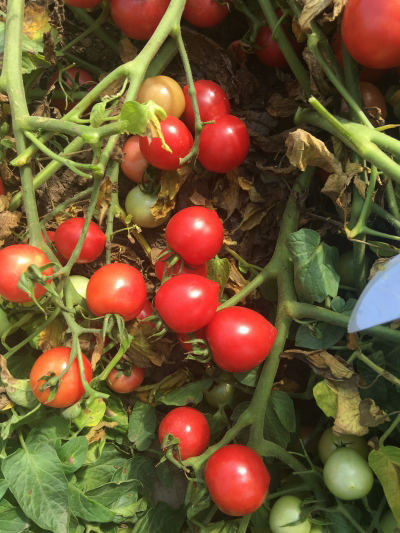 семена томат росе f1 