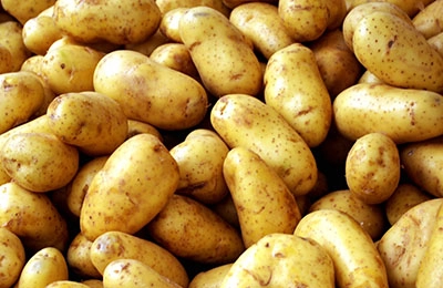 Картофель на вермикулите