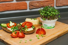 набор для выращивания "моя микрозелень кресс-салат" 