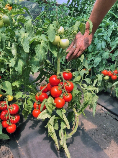 семена томат катя f1 