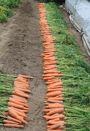 семена морковь нантик резистафлай f1 