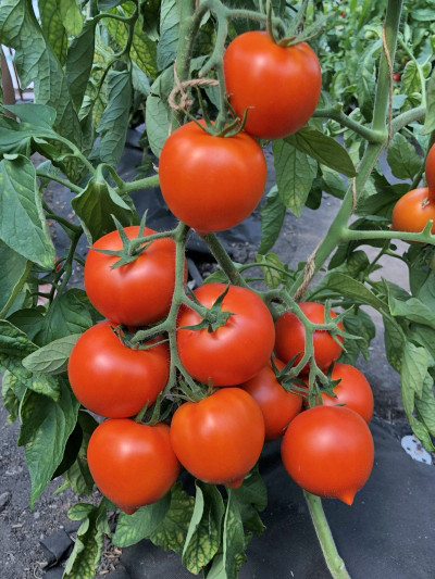 семена томат ньюорандж f1 