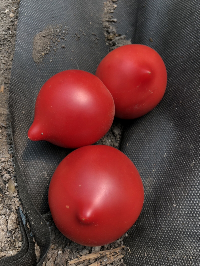 семена томат семко-2010 f1 