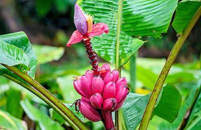 Бархатный розовый банан - выращивание в квартире и в саду